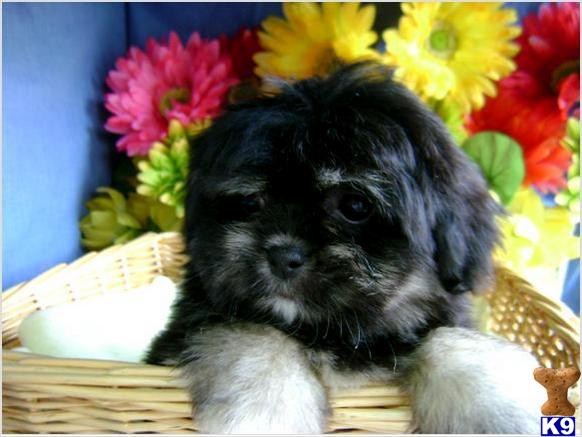 Puppies in CHICAGO